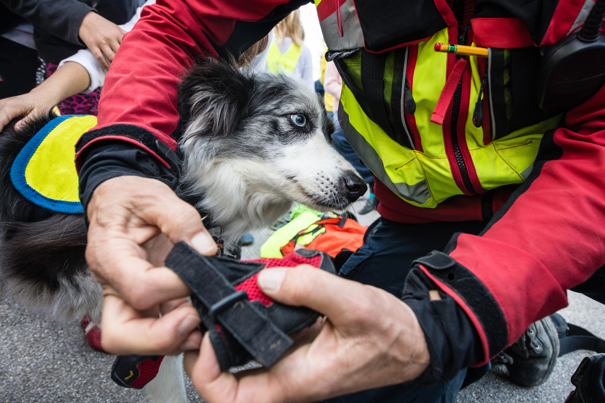 How to protect your pets during climate disasters - My Climate Plan